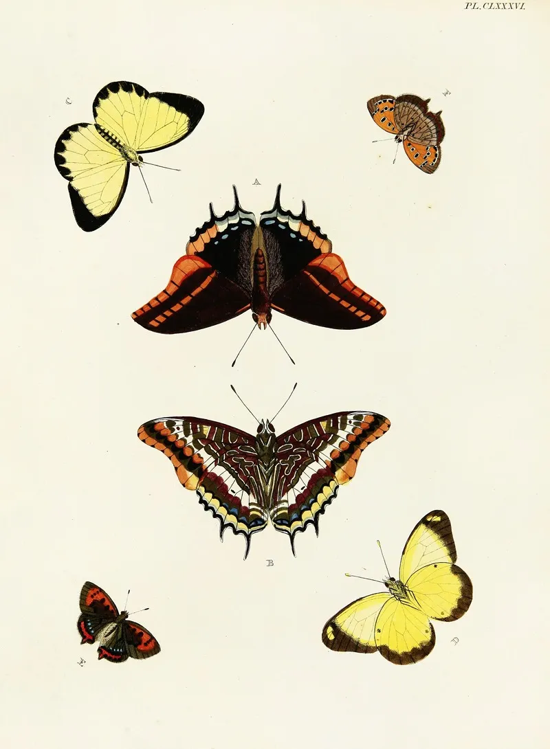 Foreign Butterflies Occurring In The Three Continents Asia Africa And America Pl 433 Wall Art by Pieter Cramer - High-Resolution Digital Print