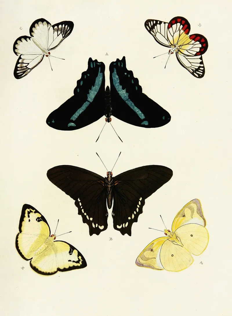 Foreign Butterflies Occurring In The Three Continents Asia Africa And America Pl 434 Wall Art by Pieter Cramer - High-Resolution Digital Print