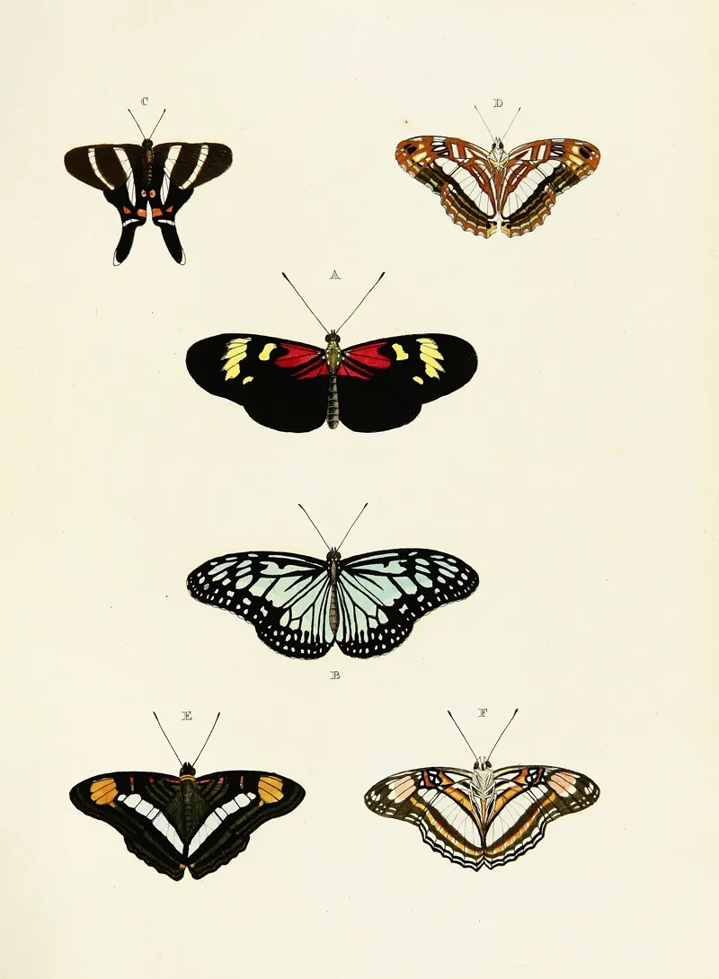 Foreign Butterflies Occurring In The Three Continents Asia Africa And America Pl 435 Wall Art by Pieter Cramer - High-Resolution Digital Print