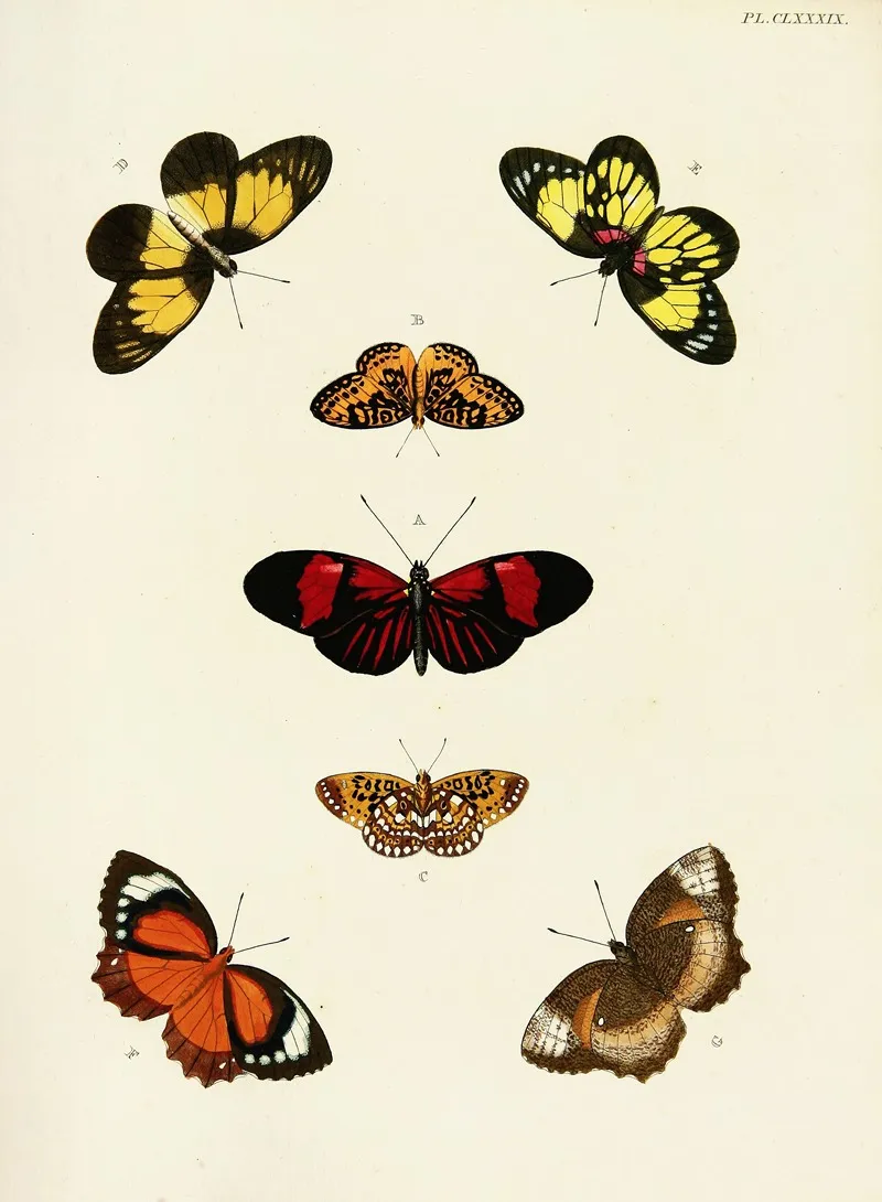 Foreign Butterflies Occurring In The Three Continents Asia Africa And America Pl 436 Wall Art by Pieter Cramer - High-Resolution Digital Print