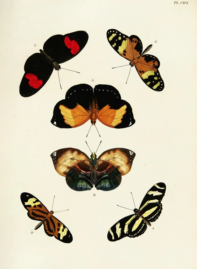 Foreign Butterflies Occurring In The Three Continents Asia Africa And America Pl 438 Wall Art by Pieter Cramer - High-Resolution Digital Print