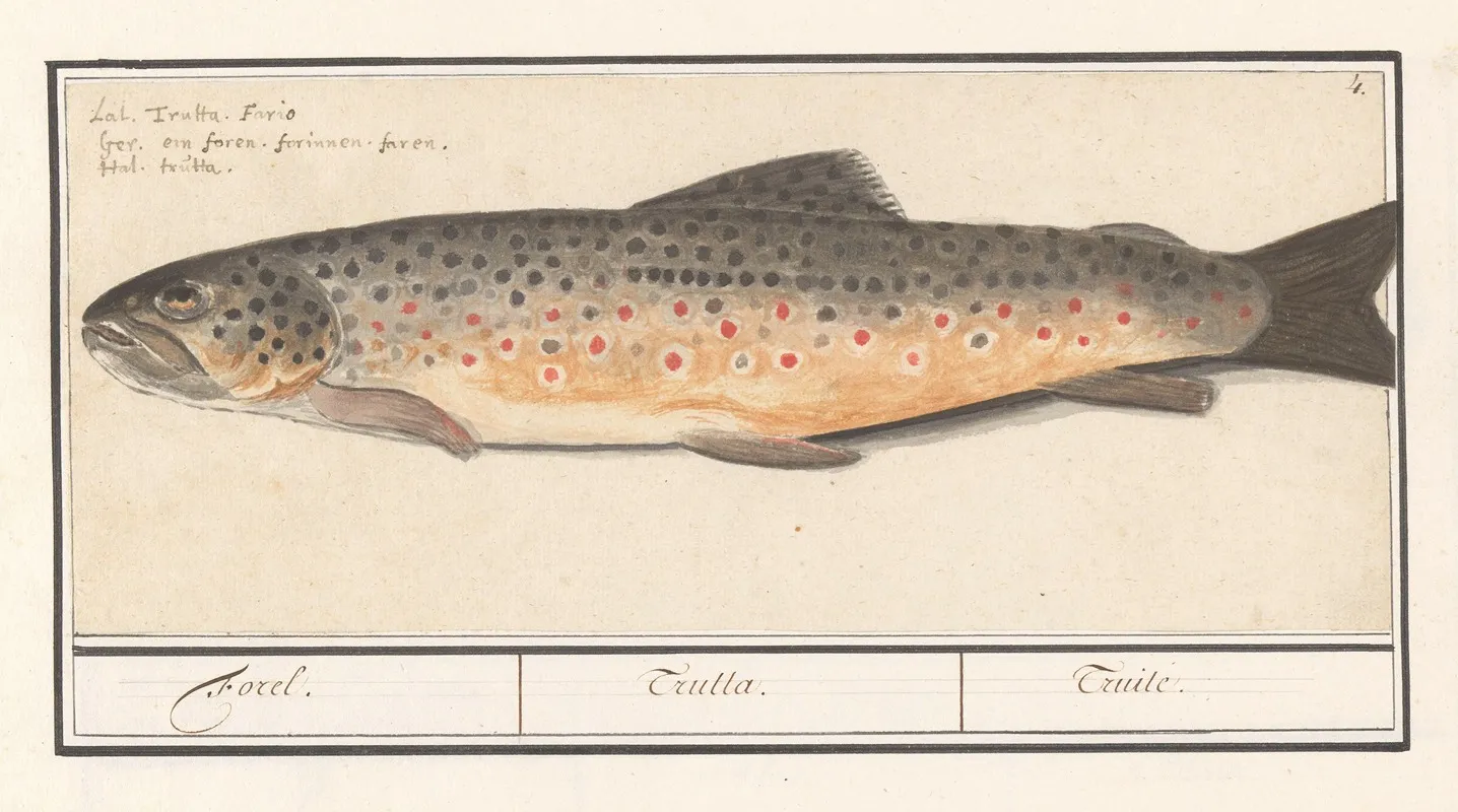 Forel Salmo Trutta Forel Trutta Truile Wall Art by Anselmus Boëtius de Boodt - High-Resolution Digital Print