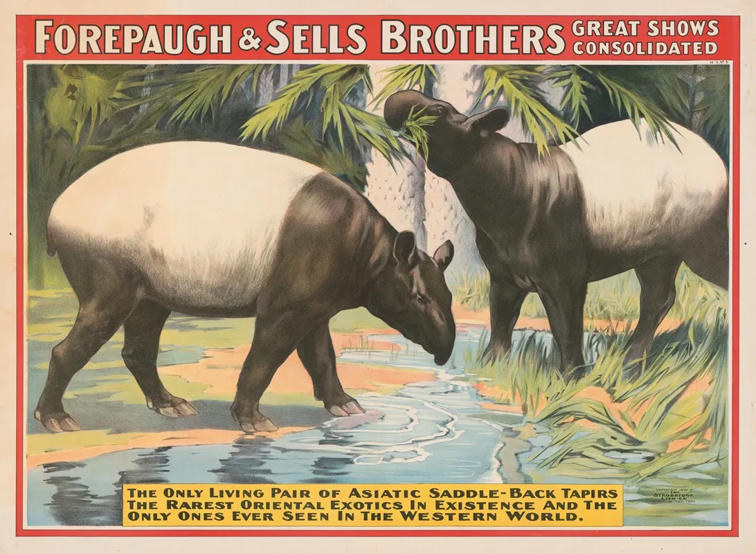 Forepaugh Sells Brothers Great Shows Consolidated The Only Living Pair Of Asiatic Saddle Back Tapirs