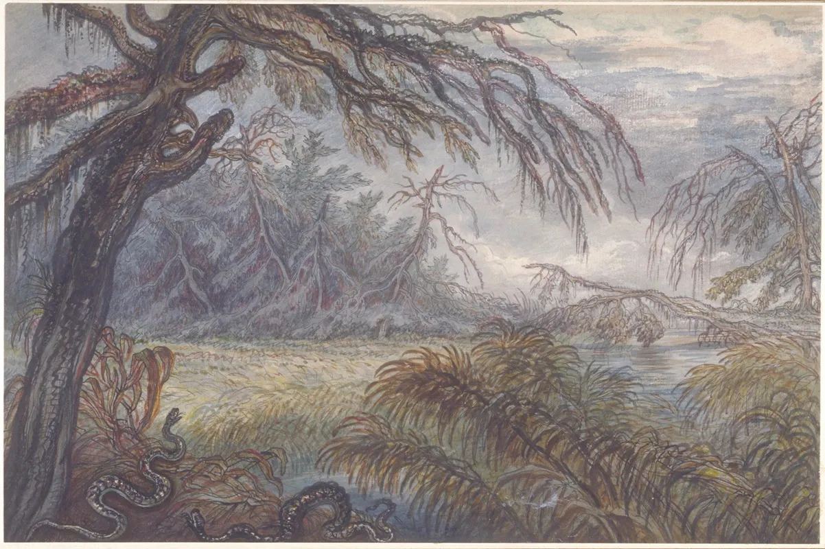 Forest And Swamp