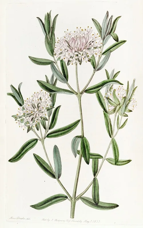 Forest Pimelea Wall Art by Sydenham Edwards - High-Resolution Digital Print
