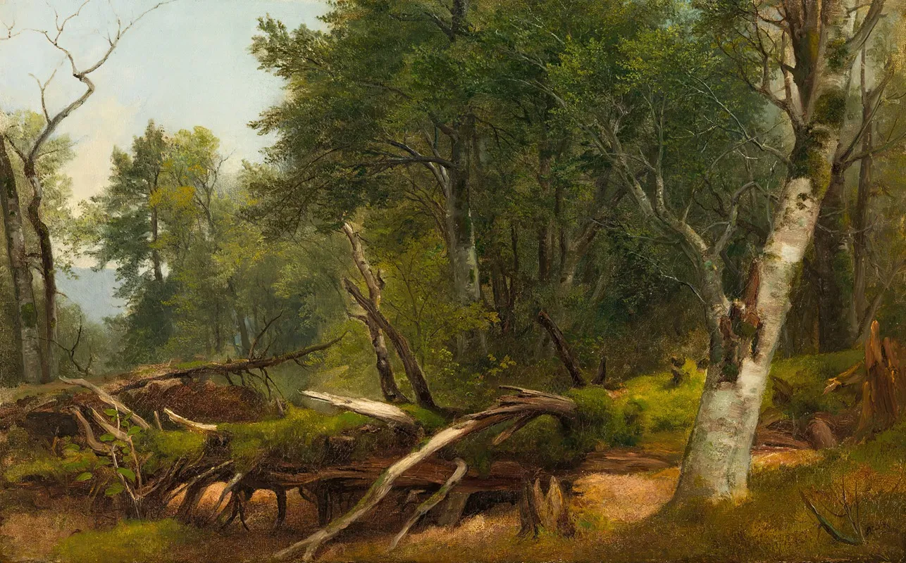 Forest Scene In The Catskills