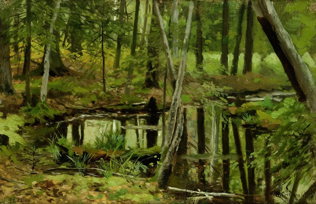 Forest Wilderness