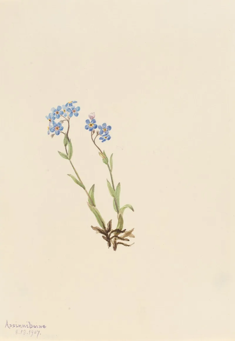 Forget Me Not Myosotis Alpestris