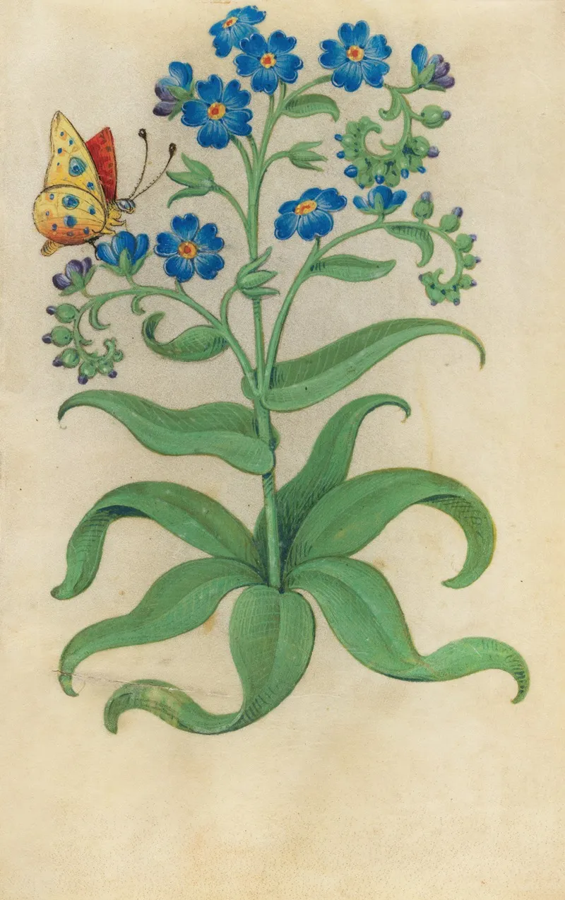 Forget Me Not Myosotis Sylvatica With A Blue Yellow And Red Butterfly Wall Art by Master of Claude de France - High-Resolution Digital Print