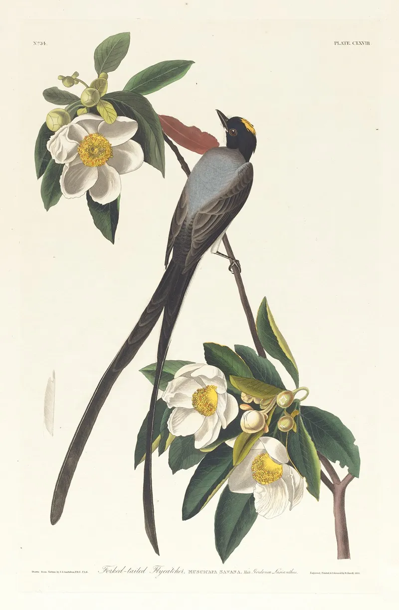 Fork Tailed Flycatcher Wall Art by John James Audubon - High-Resolution Digital Print