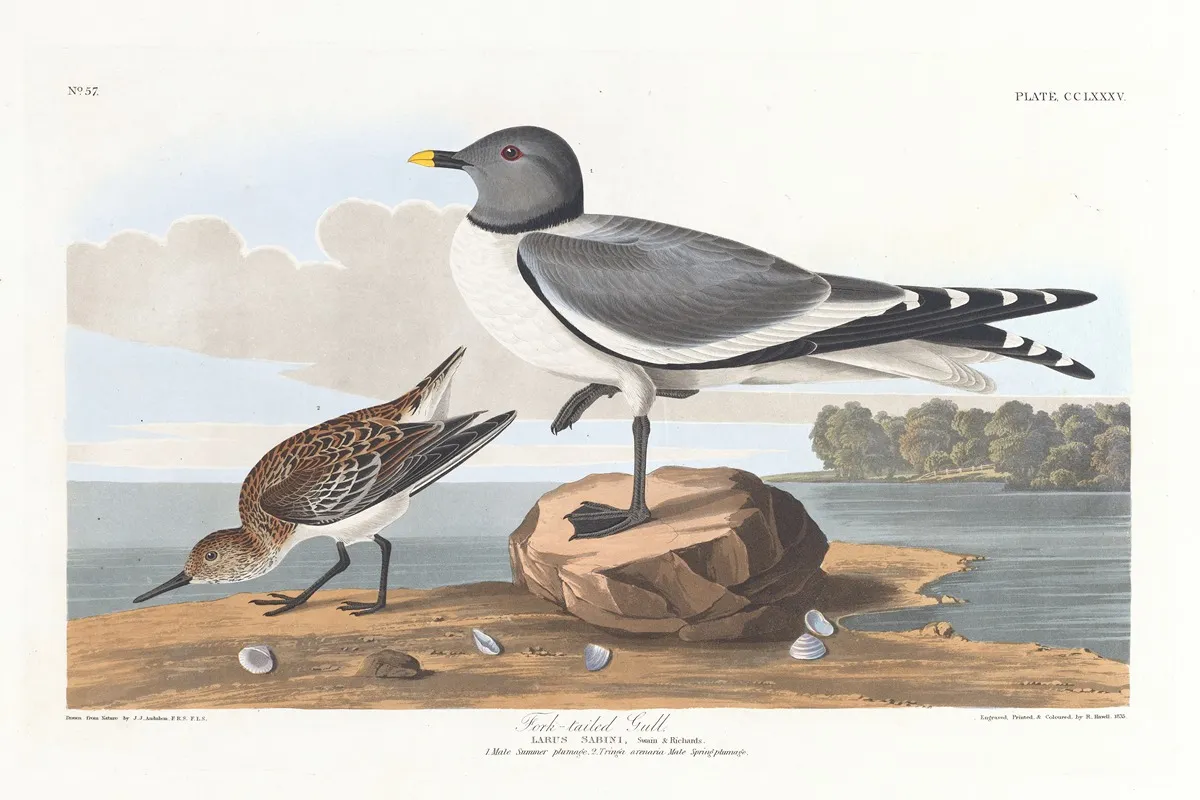 Fork Tailed Gull Wall Art by John James Audubon - High-Resolution Digital Print