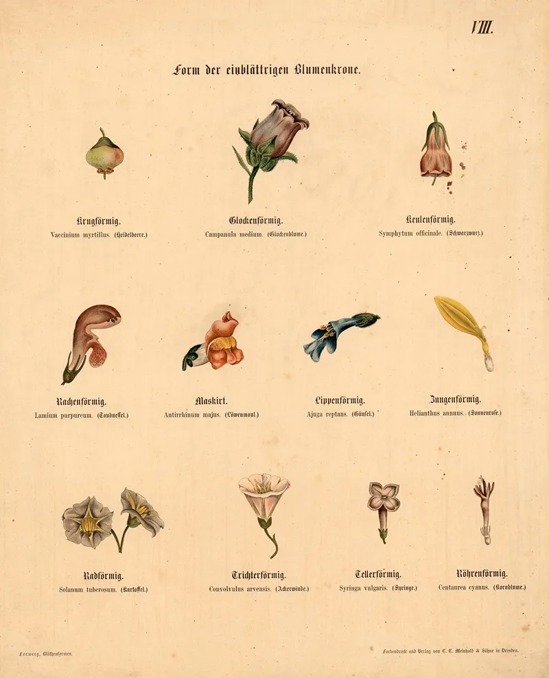 Form Der Einblattigen Blumenkrone Wall Art by M. Forweg - High-Resolution Digital Print