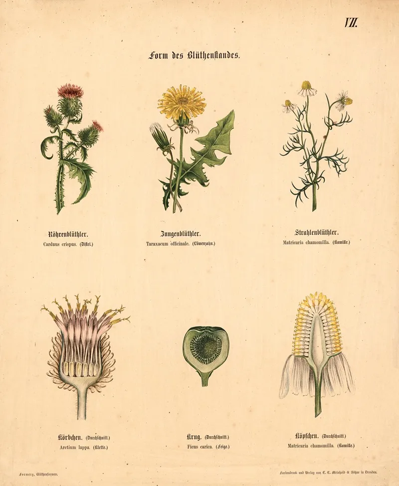 Form Des Bluthenstandes Wall Art by M. Forweg - High-Resolution Digital Print