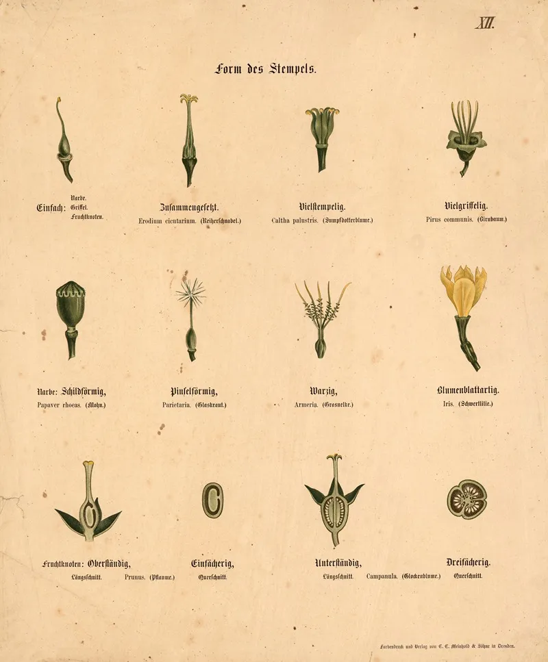 Form Des Stempels Wall Art by M. Forweg - High-Resolution Digital Print