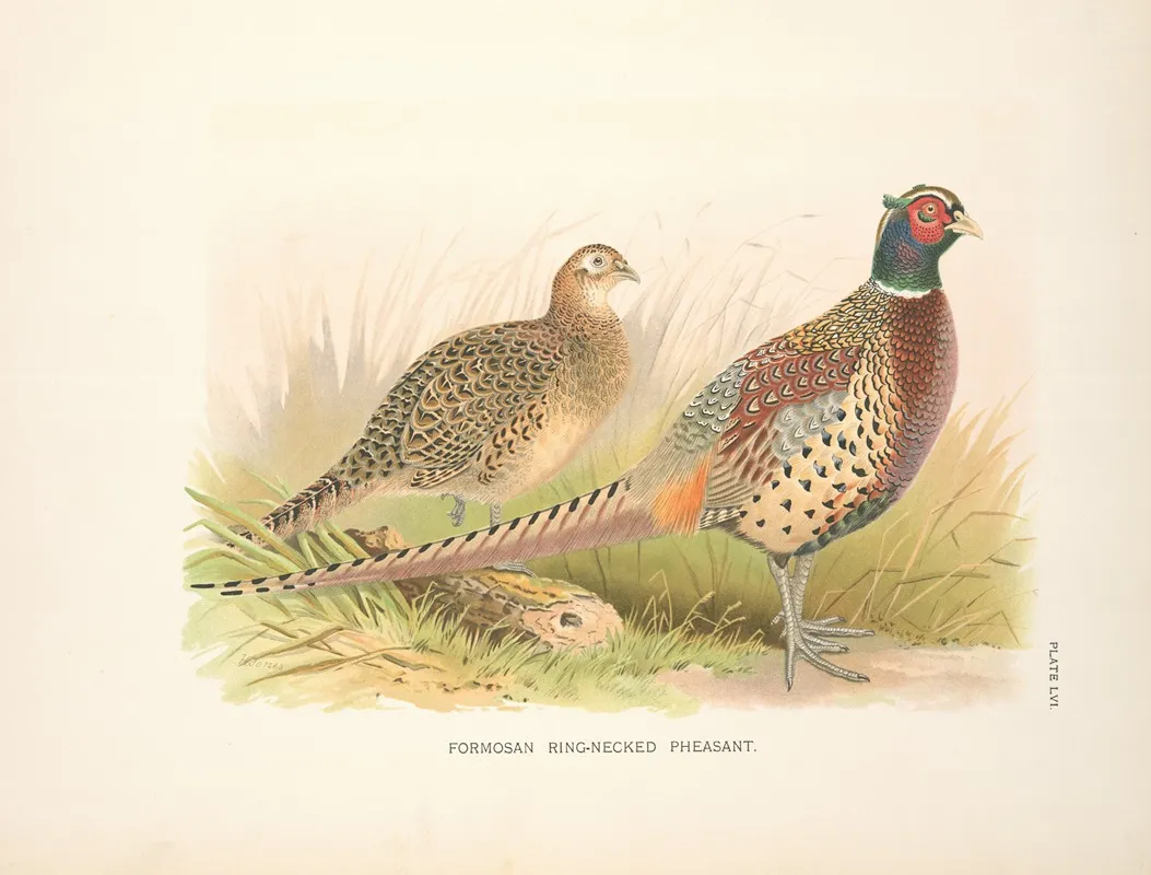 Formosa Ring Necked Pheasant Phasianus Colchicus Formasanus Wall Art by Henry Jones - High-Resolution Digital Print
