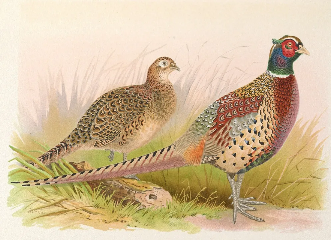 Formosan Ring Necked Pheasant Wall Art by Henry Jones - High-Resolution Digital Print