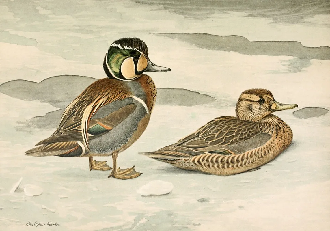 Formosan Teal Wall Art by Louis Agassiz Fuertes - High-Resolution Digital Print