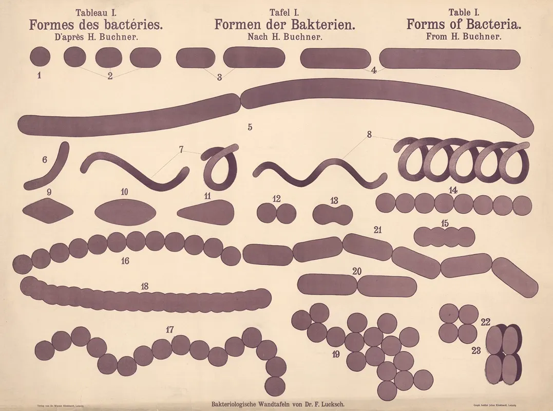Forms Of Bacteria Wall Art by Hans Ernst August Buchner - High-Resolution Digital Print