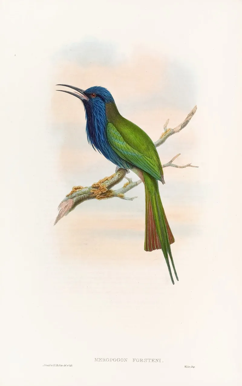 Forstens Bee Eater Wall Art by John Gould - High-Resolution Digital Print