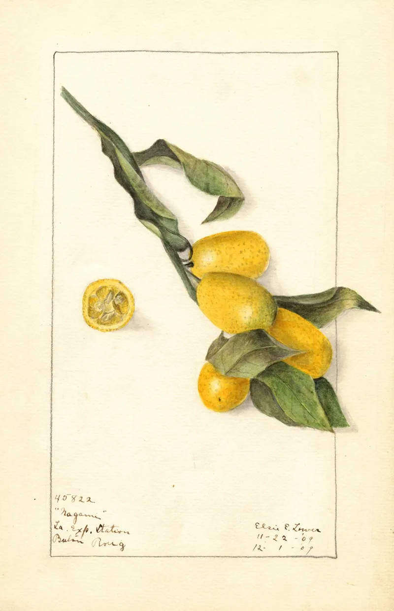 Fortunella Nagami Wall Art by Elsie E. Lower - High-Resolution Digital Print