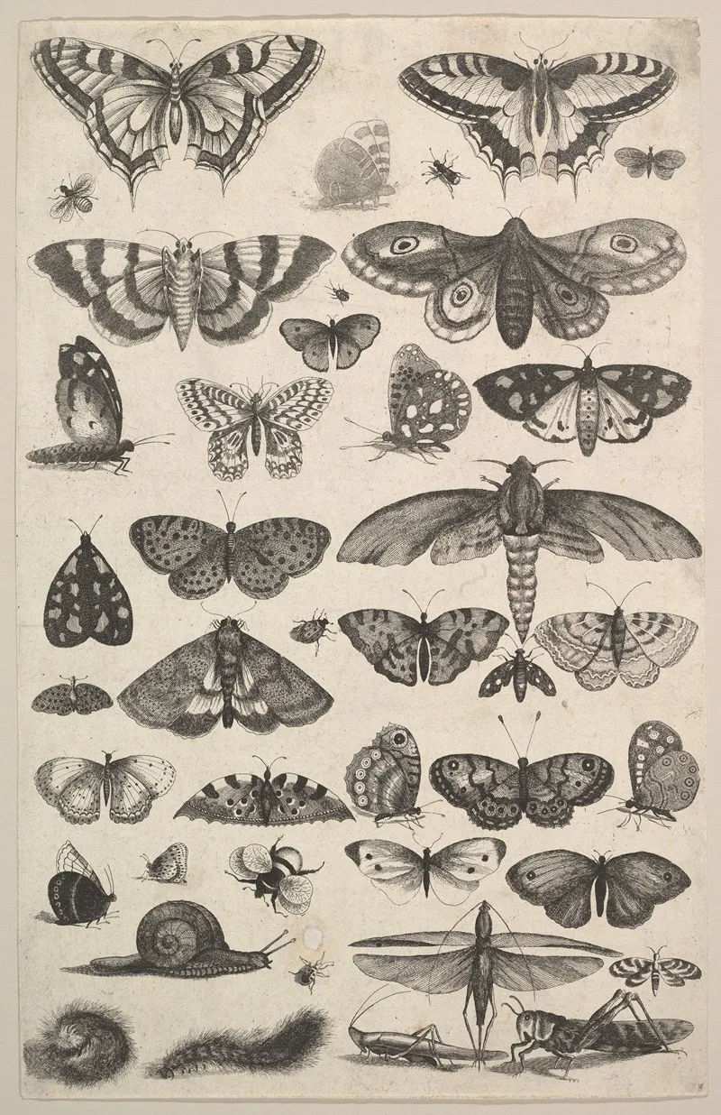 Forty One Insects Including Moths And Butterflies