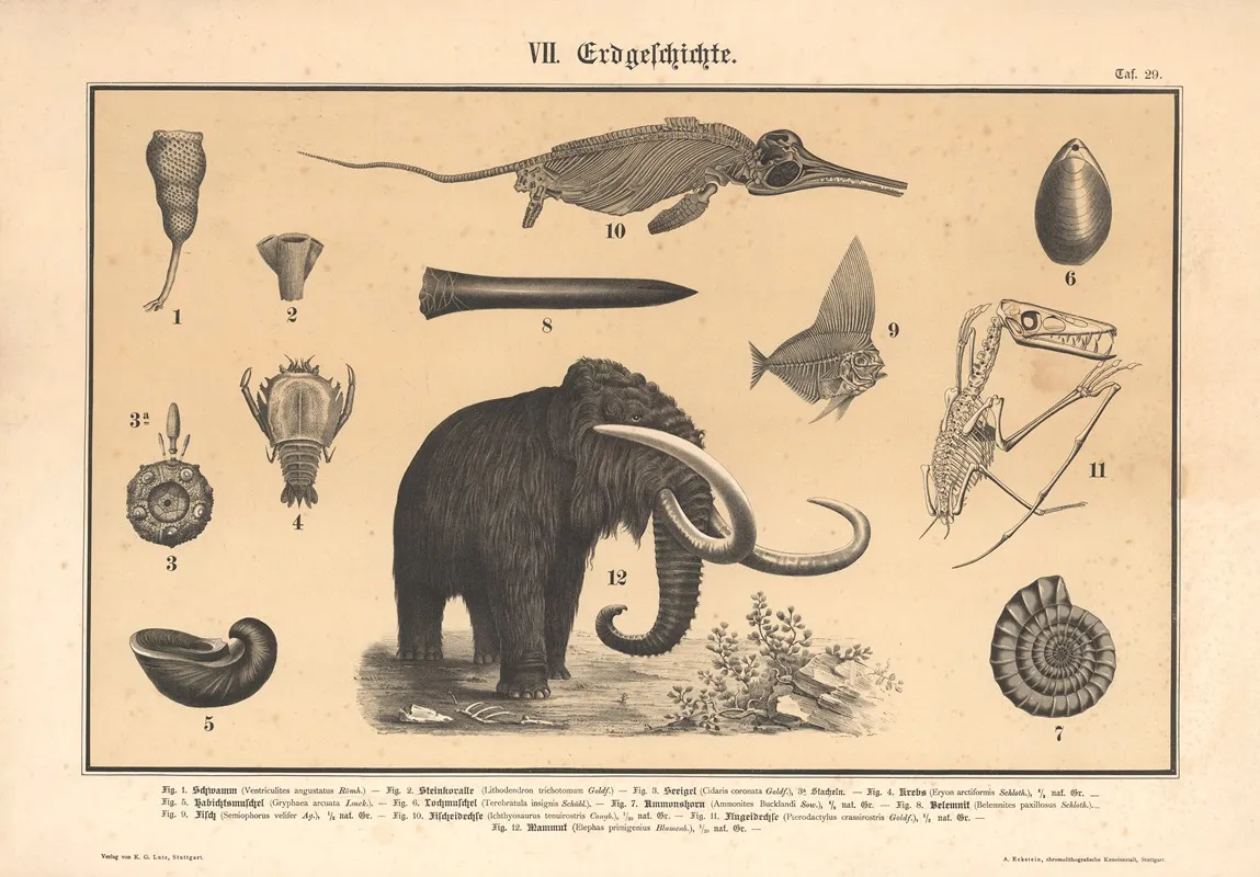 Fossil Animals