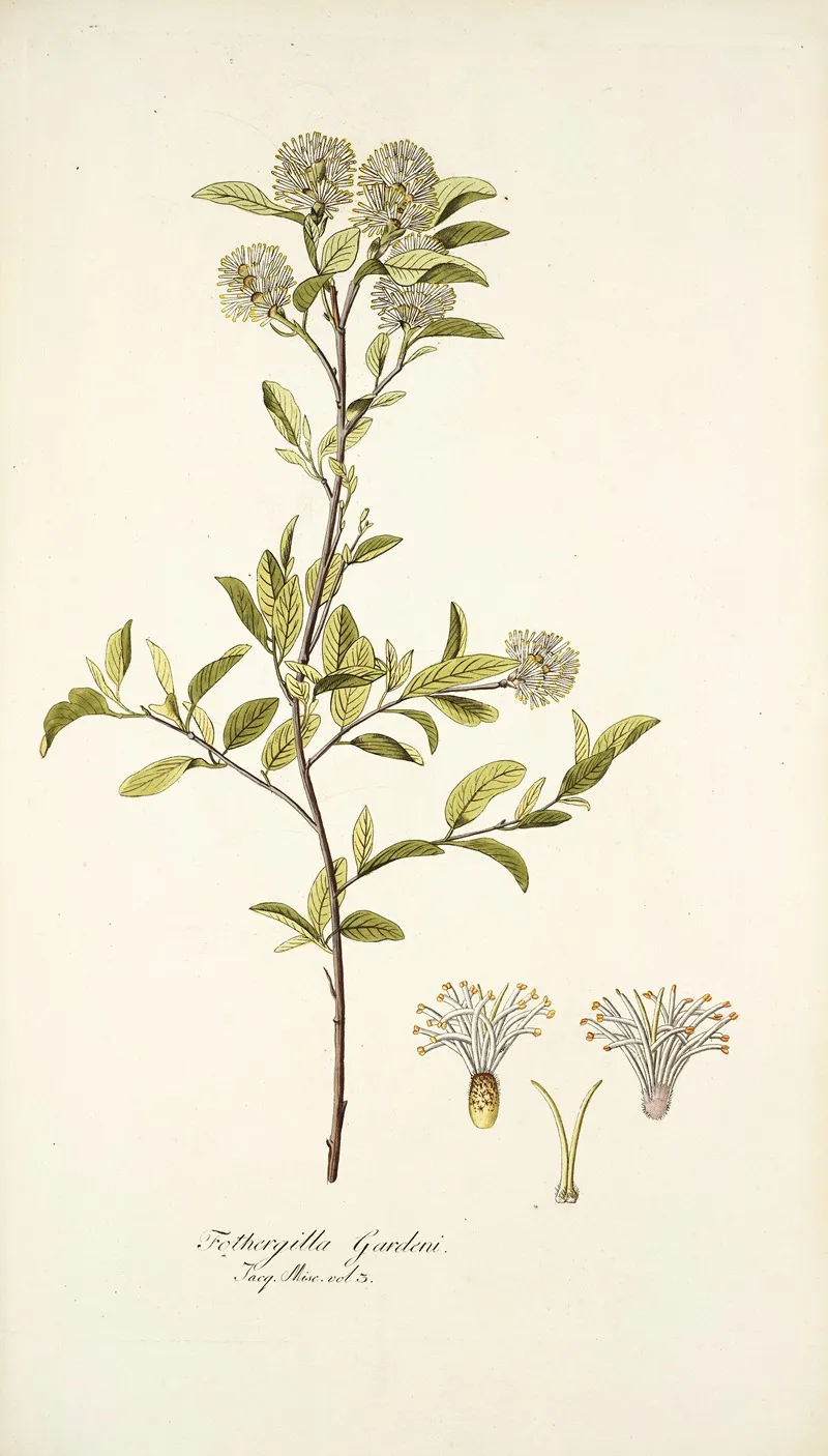Fothergilla Gardeni Wall Art by Nikolaus Joseph Freiherr von Jacquin - High-Resolution Digital Print