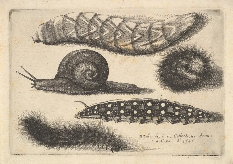 Four Caterpillars And A Snail