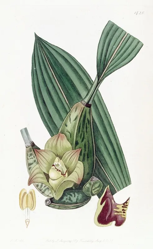 Four Cornered Maxillaria Wall Art by Sydenham Edwards - High-Resolution Digital Print