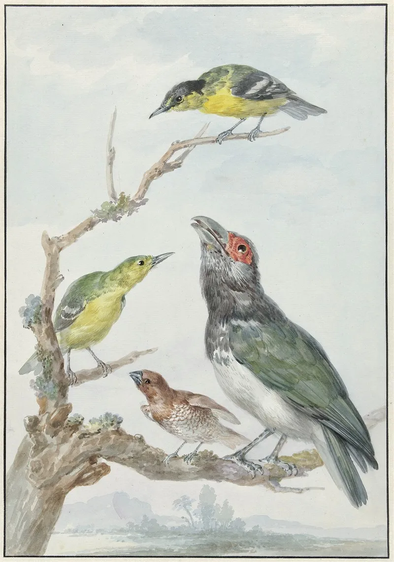 Four Different Birds On A Branch Wall Art by Aert Schouman - High-Resolution Digital Print