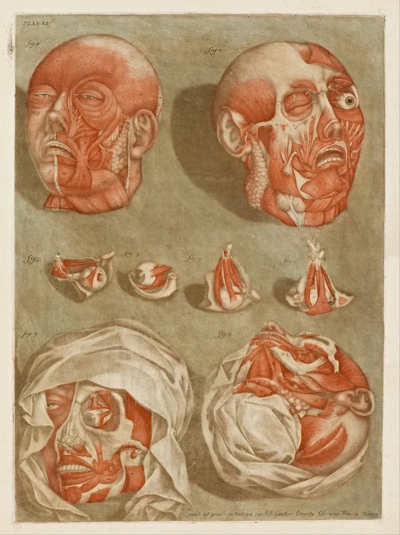 Four Dissected Heads With Details Of Eyes Wall Art by Arnauld Gautier d'Agoty - High-Resolution Digital Print