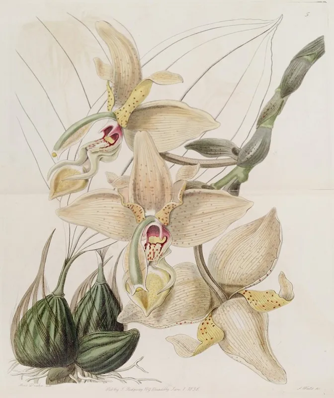 Four Horned Stanhopea Wall Art by Sydenham Edwards - High-Resolution Digital Print