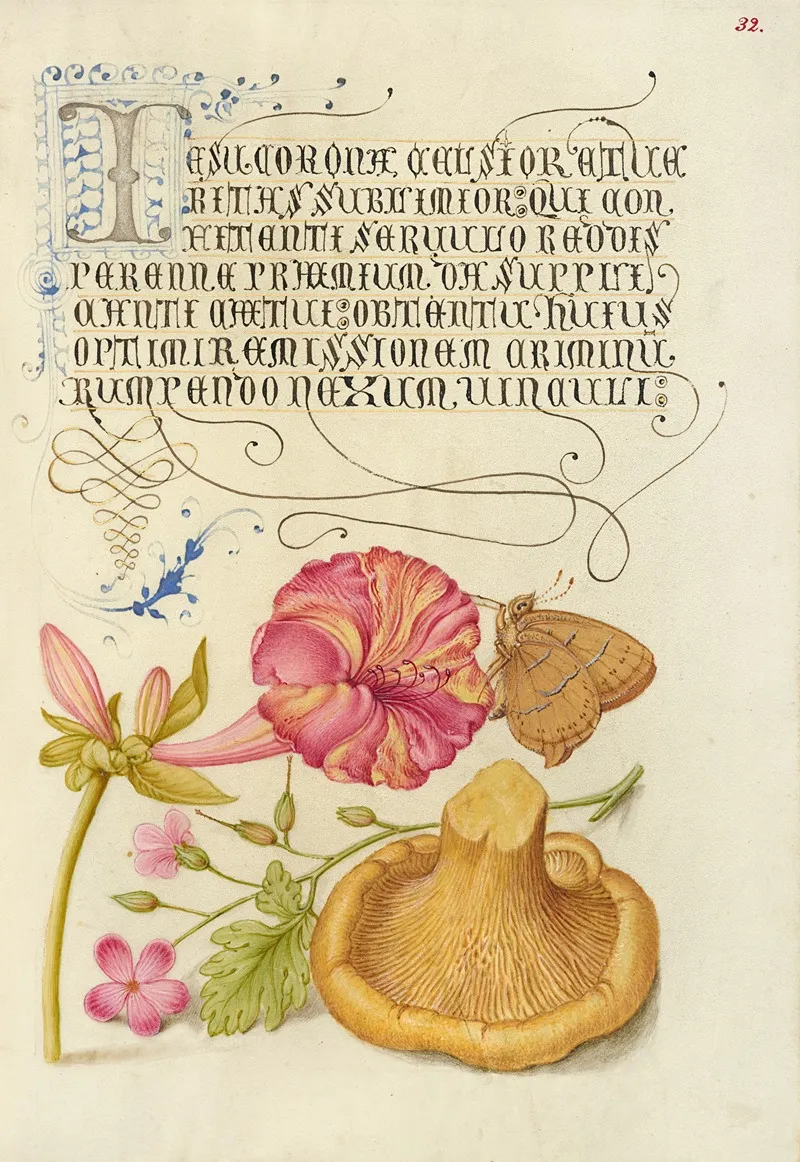Four Oclock Brown Hairstreak Herb Robert And Chanterelle