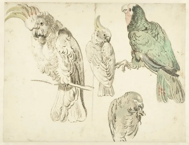 Four Studies Of Cockatoos Wall Art by Jan Weenix - High-Resolution Digital Print