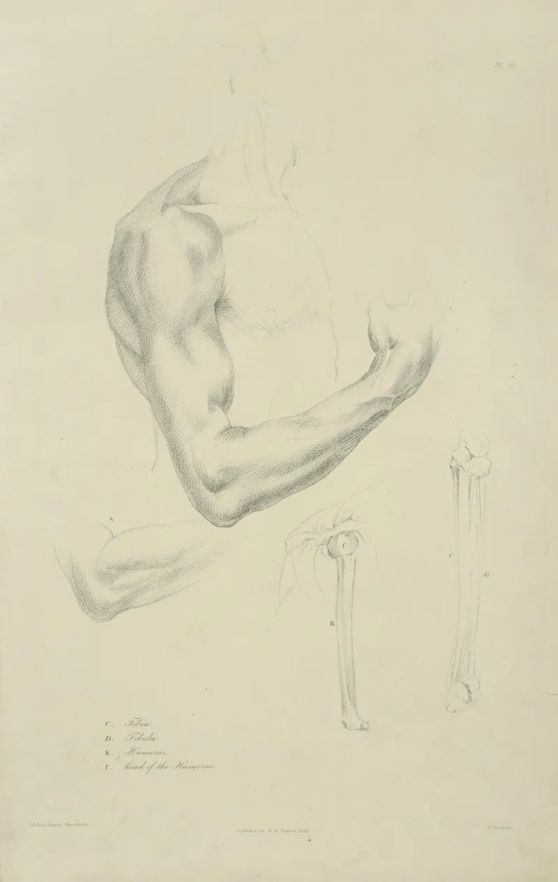 Four Views Of Musculature And Bones Of Bent Arm Wall Art by M.A. Nattali - High-Resolution Digital Print