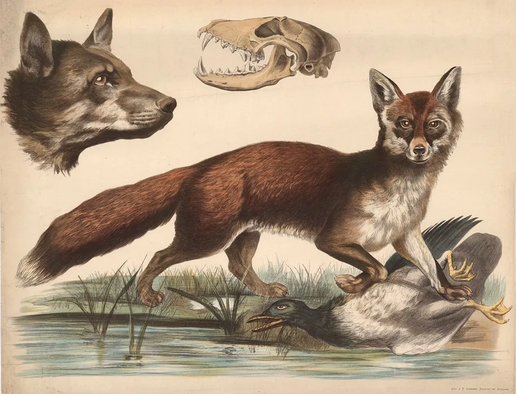 Fox 4 Wall Art by Franz Engleder - High-Resolution Digital Print