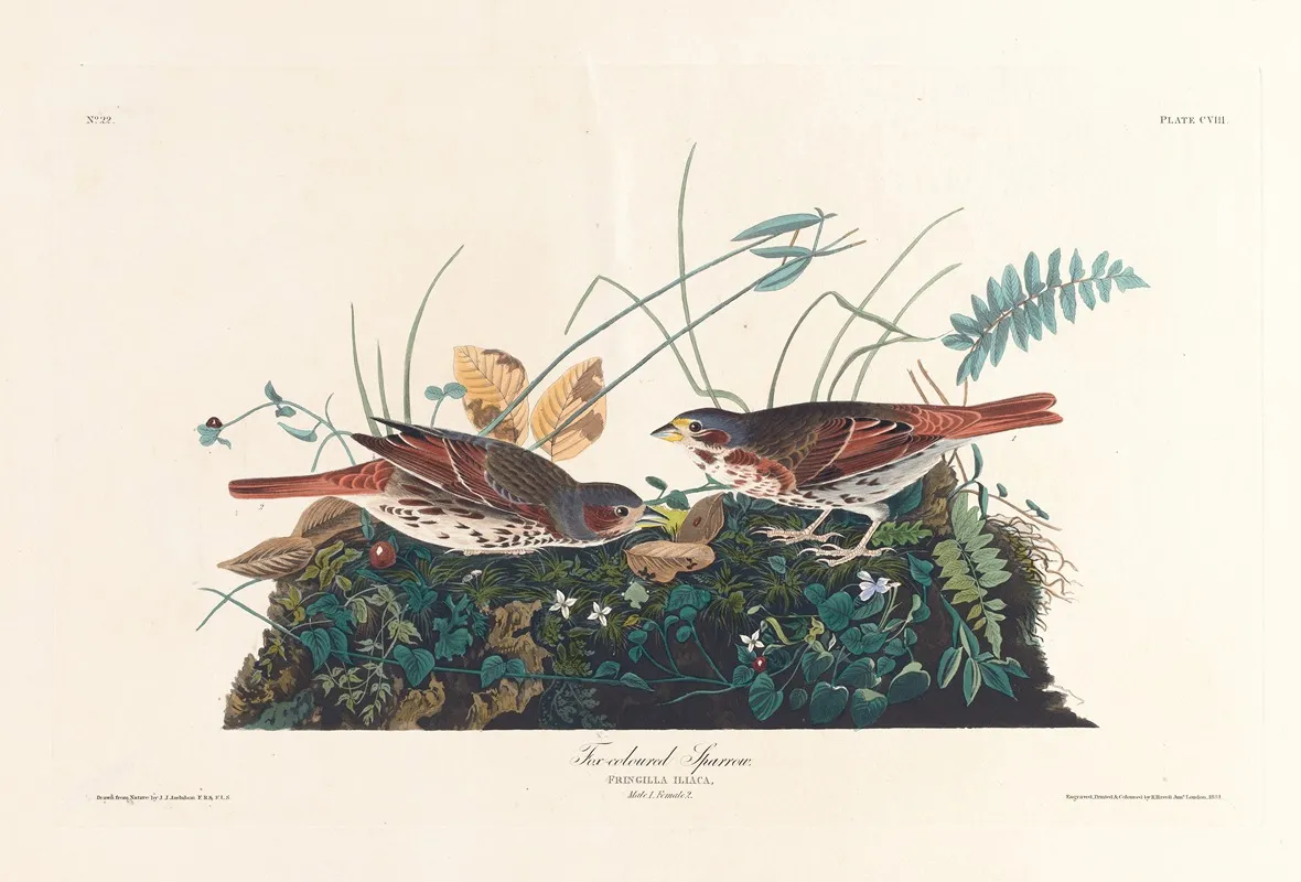 Fox Coloured Sparrow Wall Art by John James Audubon - High-Resolution Digital Print