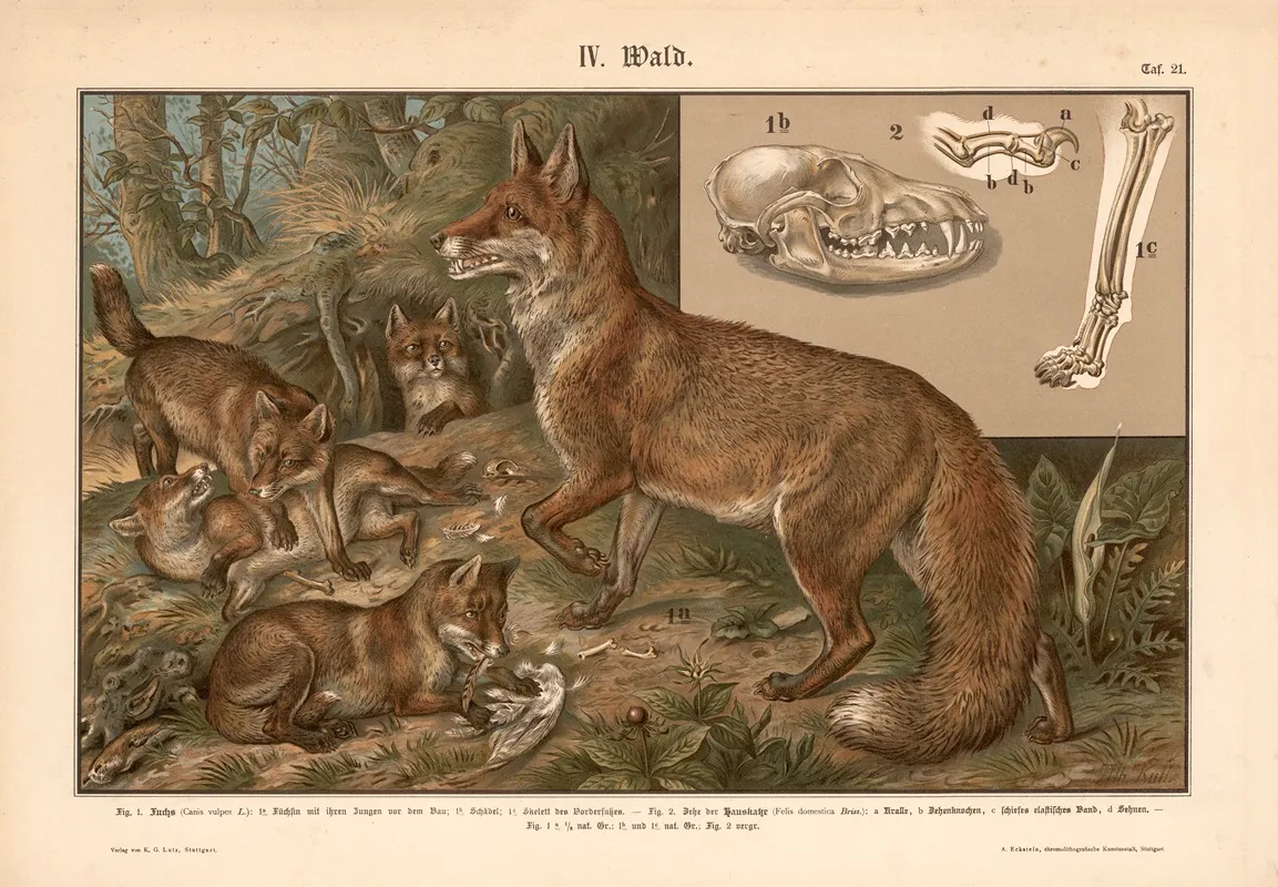 Fox Family