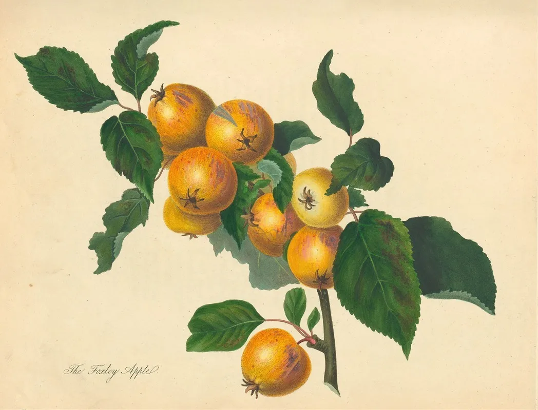 Foxley Apple Wall Art by Thomas Andrew Knight - High-Resolution Digital Print