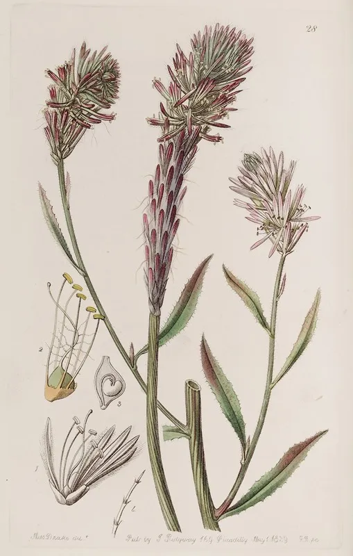 Foxtail Trichinium Wall Art by Sydenham Edwards - High-Resolution Digital Print