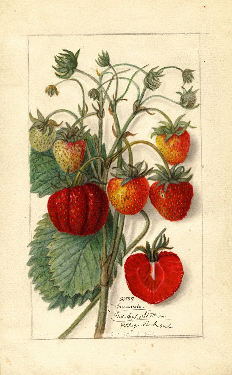 Fragaria Amanda