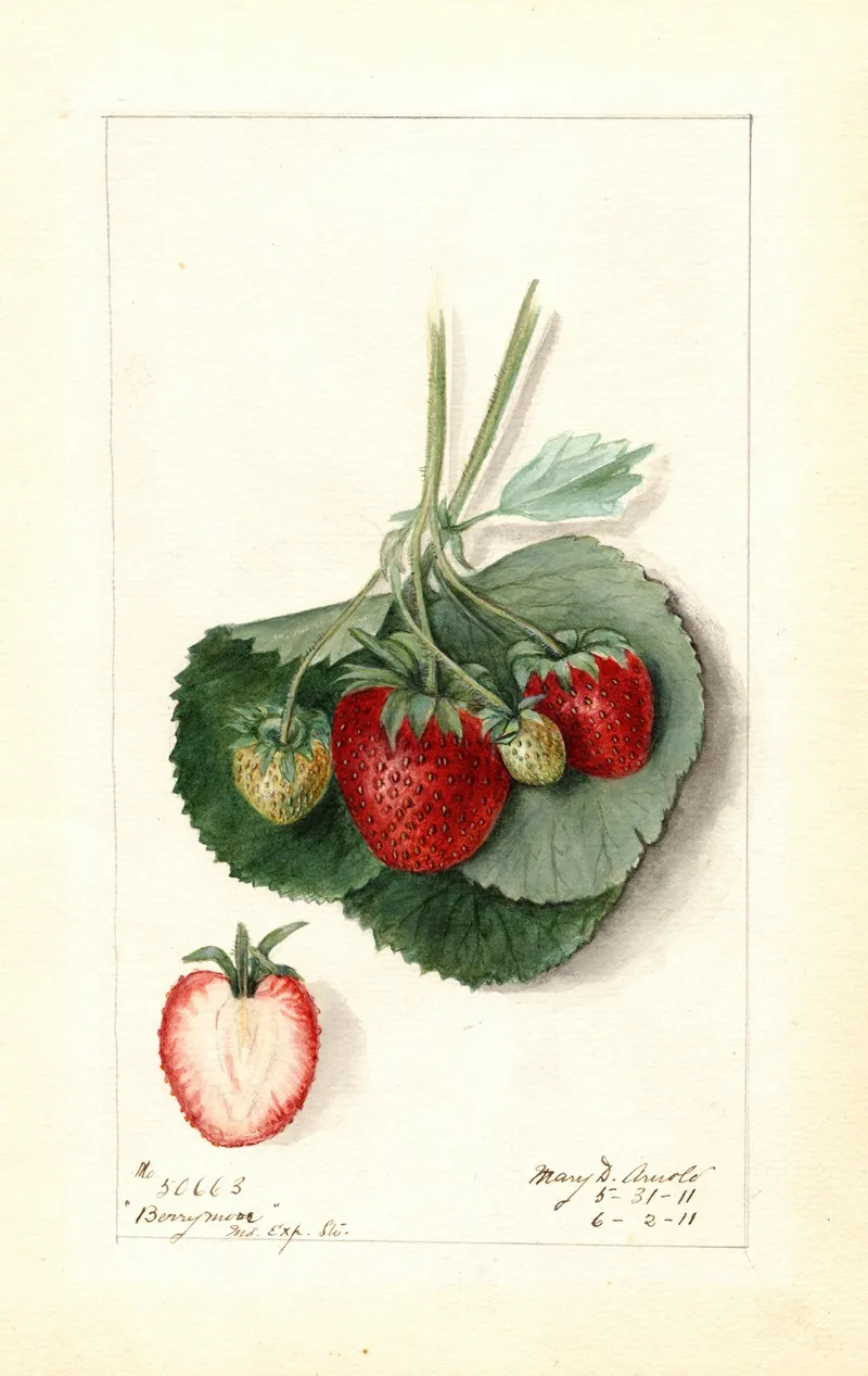 Fragaria Barrymore Wall Art by Mary Daisy Arnold - High-Resolution Digital Print
