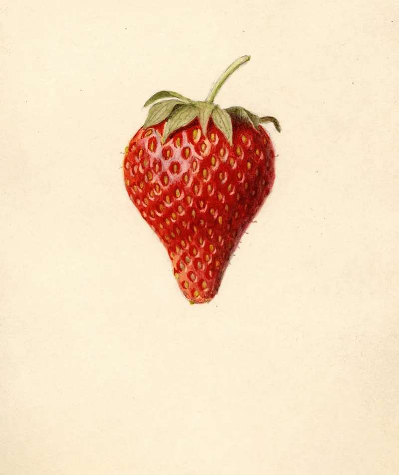 Fragaria Bellmar Wall Art by Louis Charles Christopher Krieger - High-Resolution Digital Print