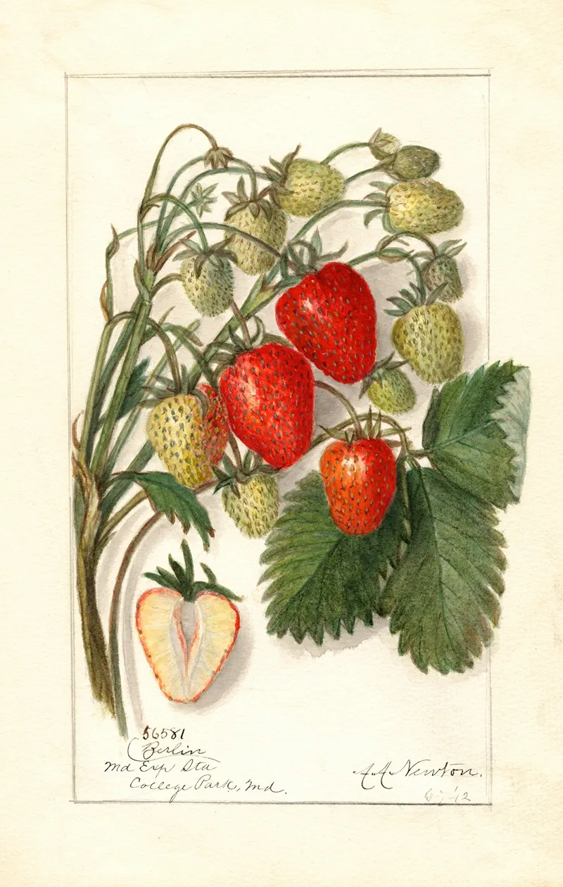 Fragaria Berlin Wall Art by Amanda Almira Newton - High-Resolution Digital Print