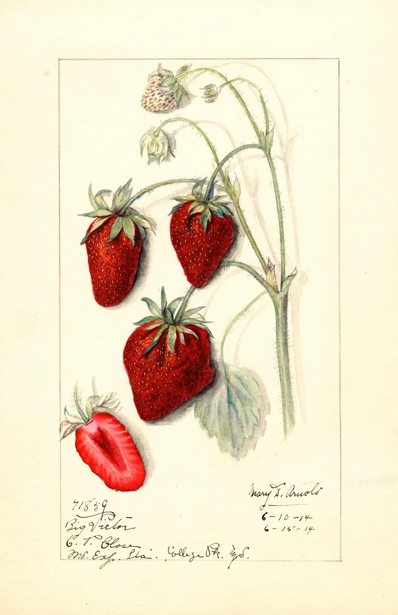Fragaria Big Victor Wall Art by Mary Daisy Arnold - High-Resolution Digital Print