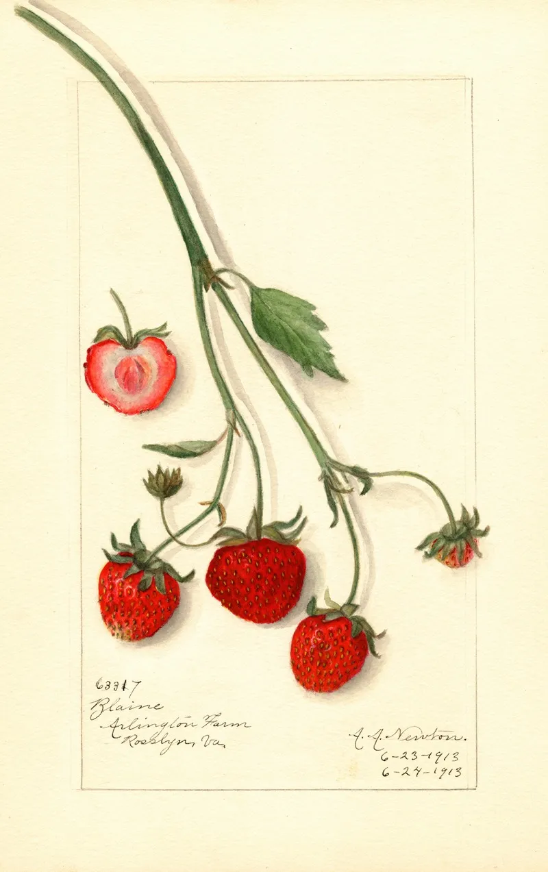 Fragaria Blaine Wall Art by Amanda Almira Newton - High-Resolution Digital Print