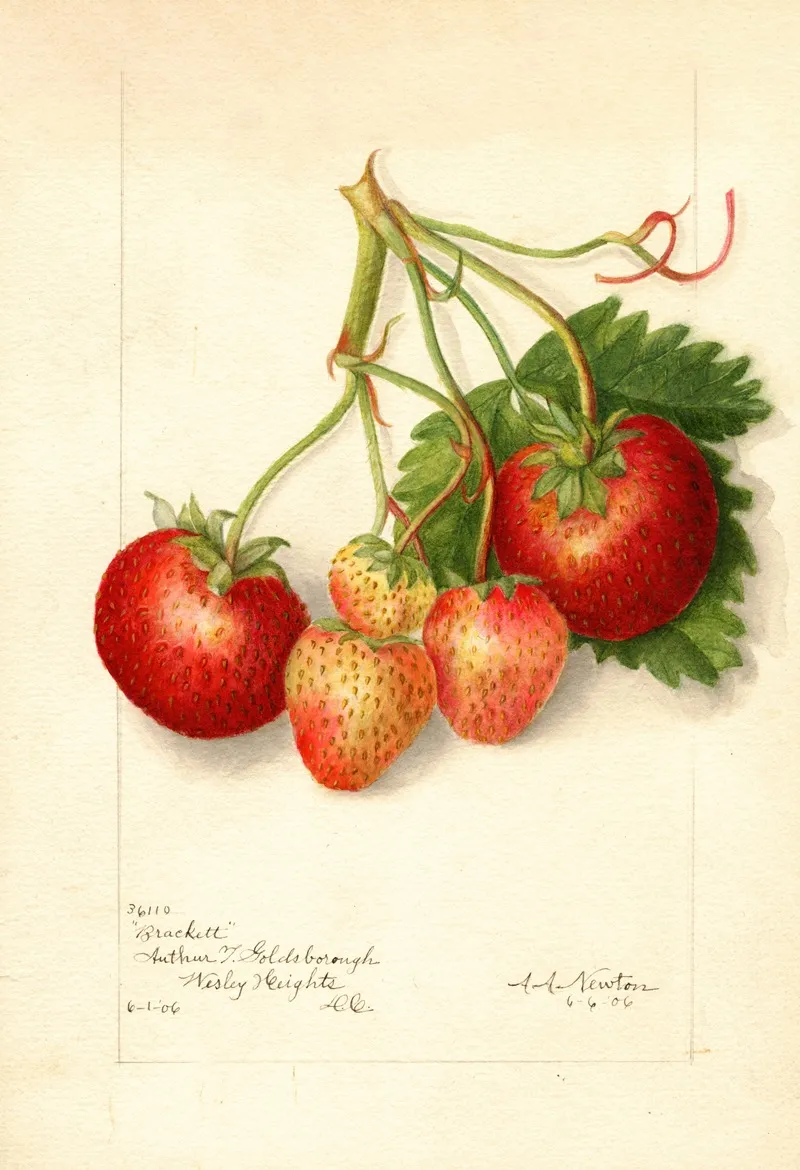 Fragaria Brackett Wall Art by Amanda Almira Newton - High-Resolution Digital Print