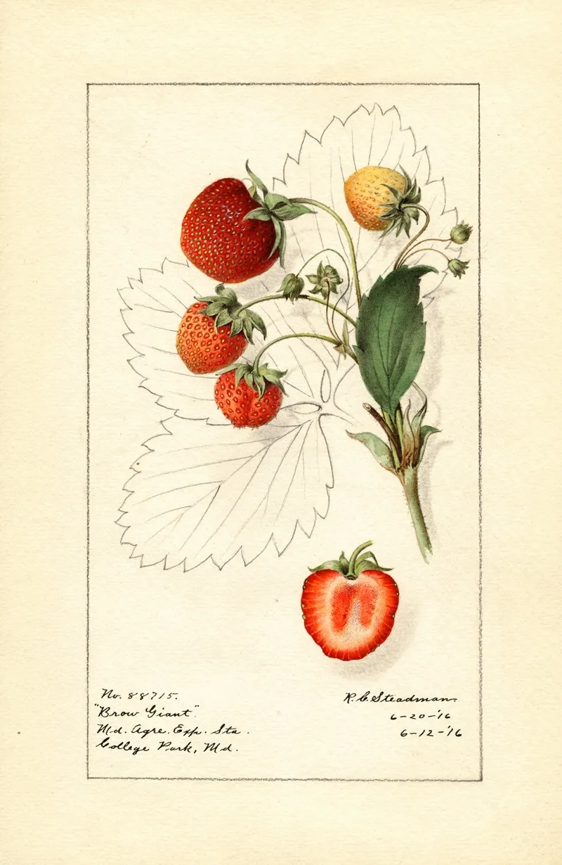 Fragaria Brow Giant Wall Art by Royal Charles Steadman - High-Resolution Digital Print