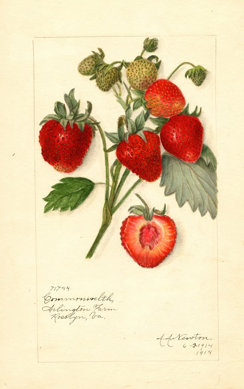 Fragaria Commonwealth Wall Art by Amanda Almira Newton - High-Resolution Digital Print