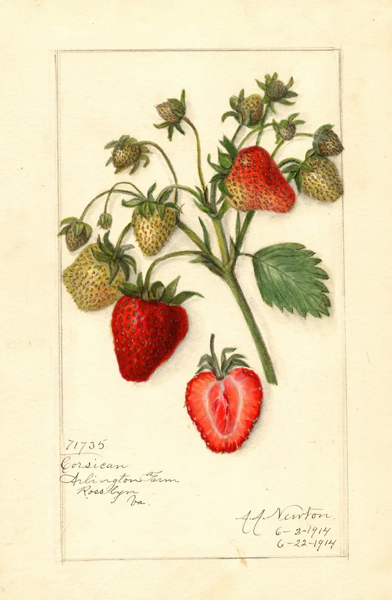 Fragaria Corsican Wall Art by Amanda Almira Newton - High-Resolution Digital Print